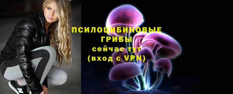 Псилоцибиновые грибы Psilocybe  Брюховецкая 